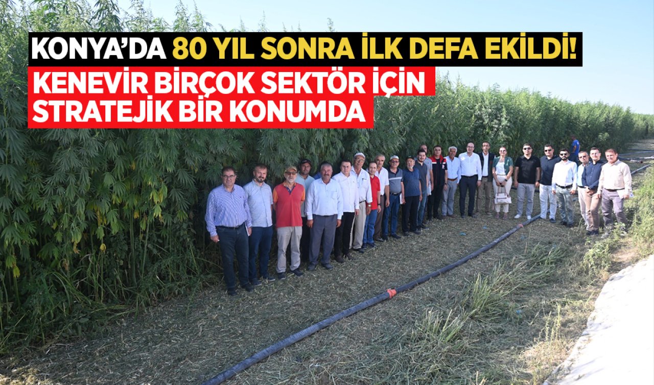 Konya’da 80 yıl sonra ilk defa ekildi! Kenevir birçok sektör için stratejik bir konumda