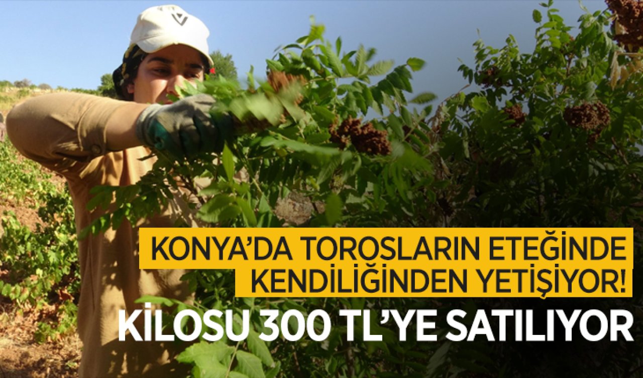 Konya’da Torosların eteğinde kendiliğinden yetişiyor!  Kilosu 300 TL’ye satılıyor