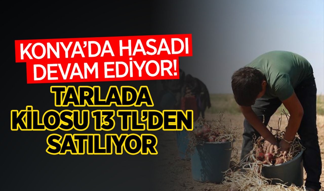  Konya’da hasadı devam ediyor! Tarlada kilosu 13 TL’den satılıyor