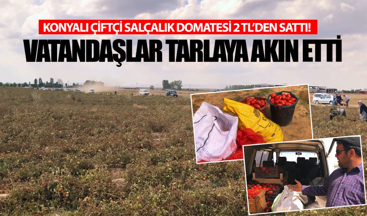 Konyalı çiftçi salçalık domatesi 2 TL’den sattı! Vatandaşlar tarlaya akın etti: Aracı değil tüketici kazandı