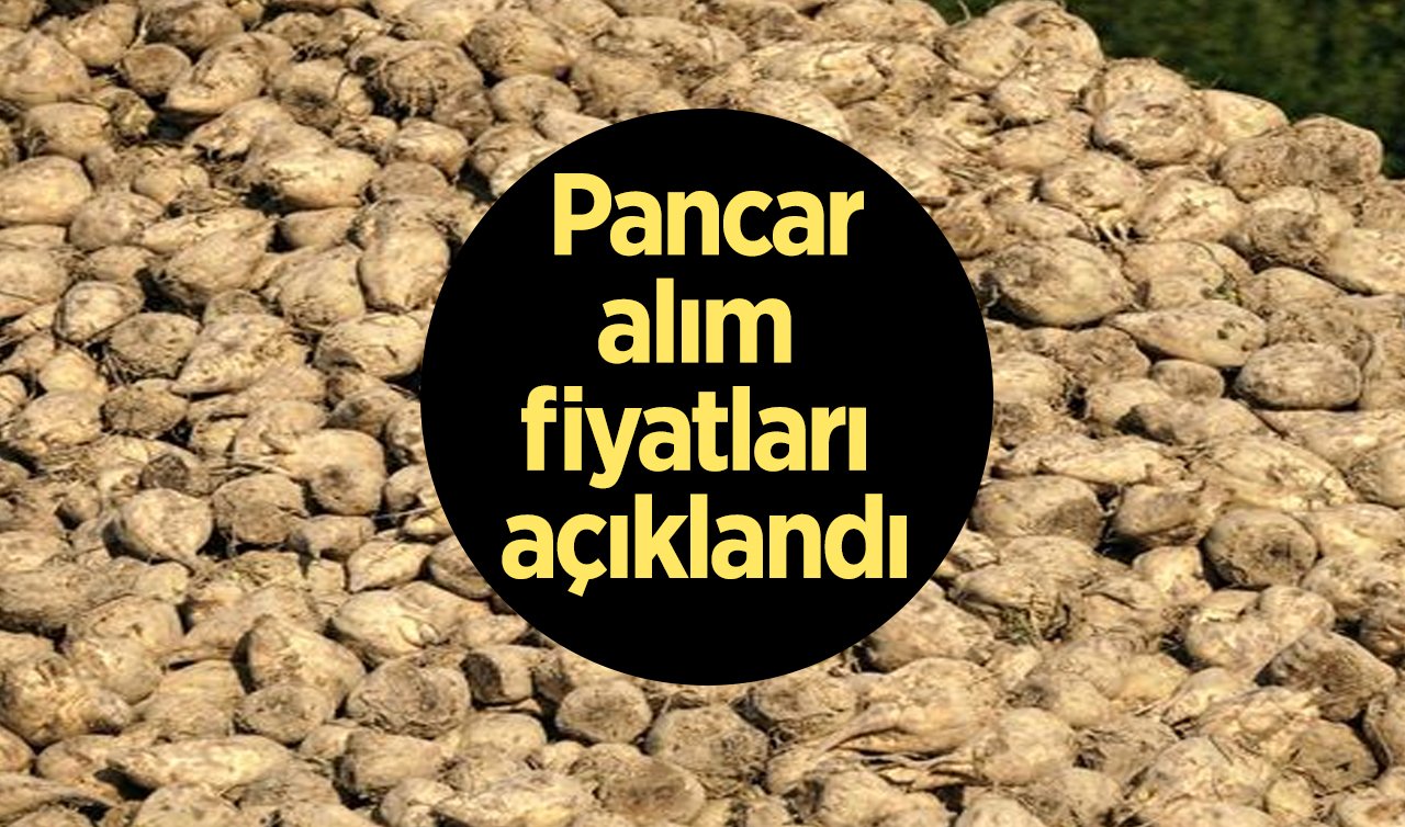  Şeker pancarı alım fiyatı belirlendi