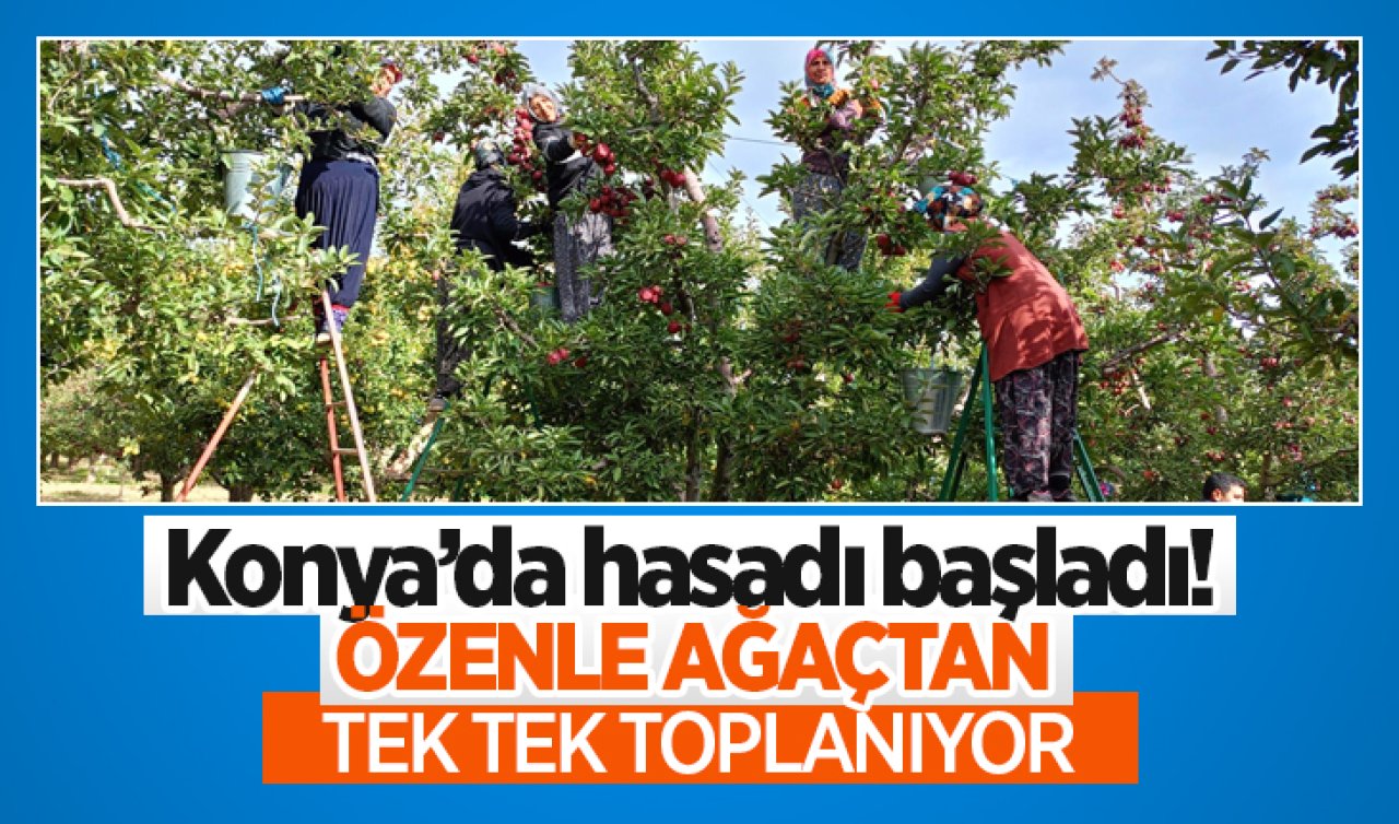 Konya’da hasadı başladı! Özenle ağaçtan tek tek toplanıyor