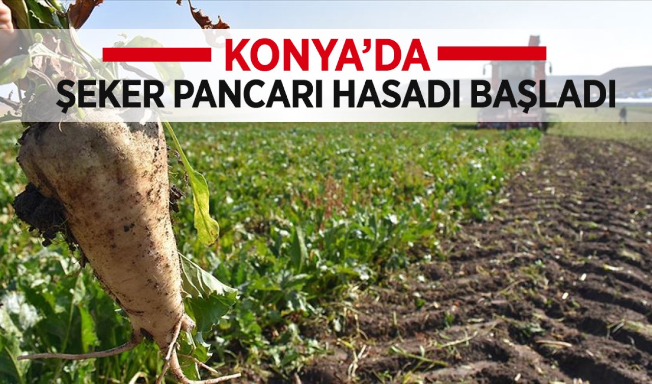 Konya’da şeker pancarı hasadı başladı!