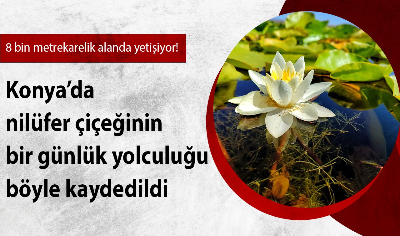 8 bin metrekarelik alanda yetişiyor! Konya’da nilüfer çiçeğinin bir günlük yolculuğu böyle kaydedildi 