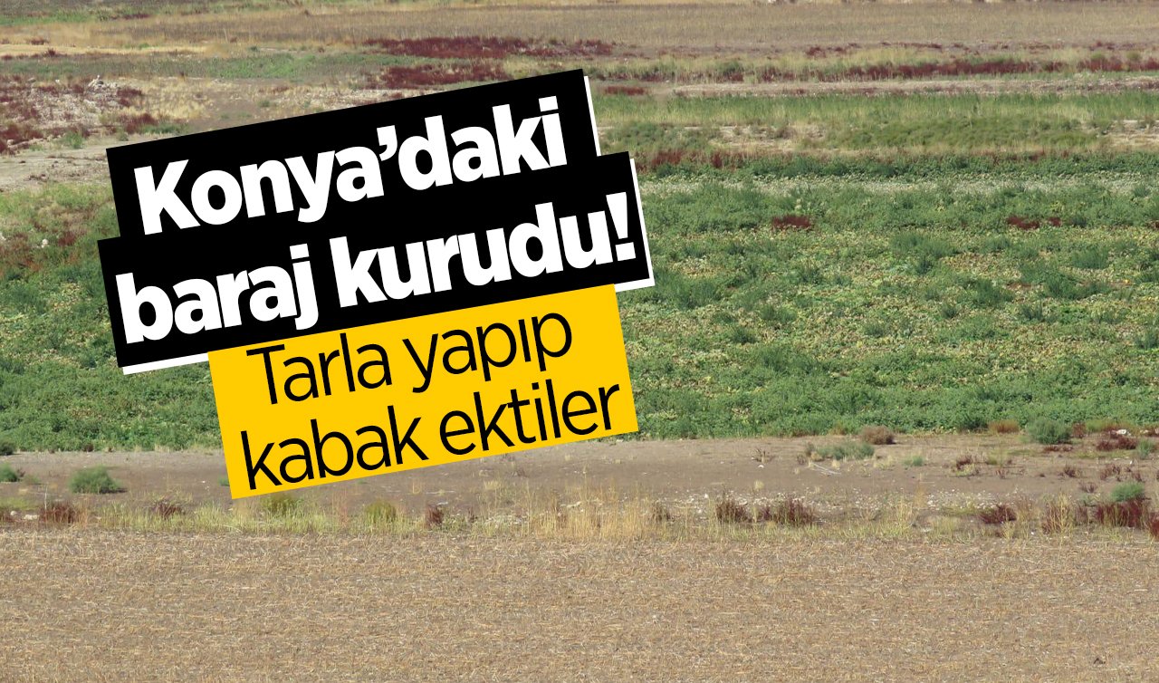  Konya’daki baraj kurudu! Tarla yapıp kabak ektiler