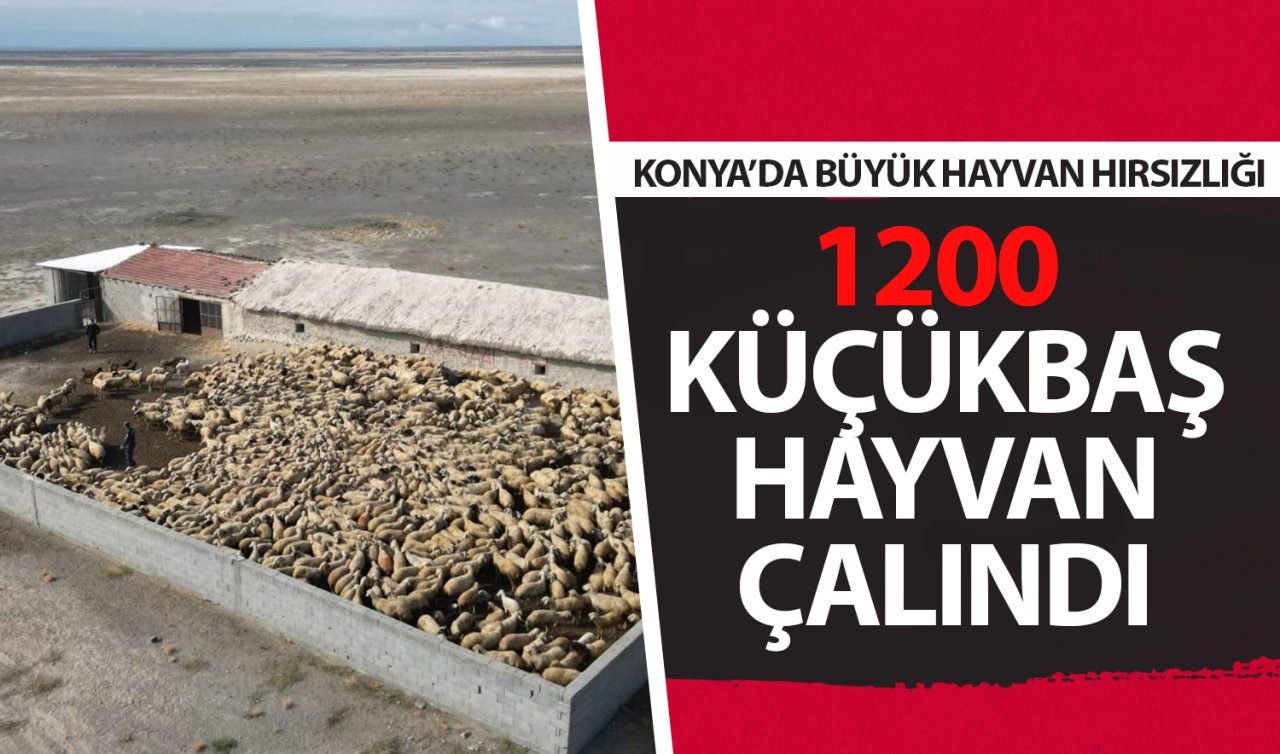  Konya’da büyük hayvan hırsızlığı: 1200 küçükbaş hayvan çalındı