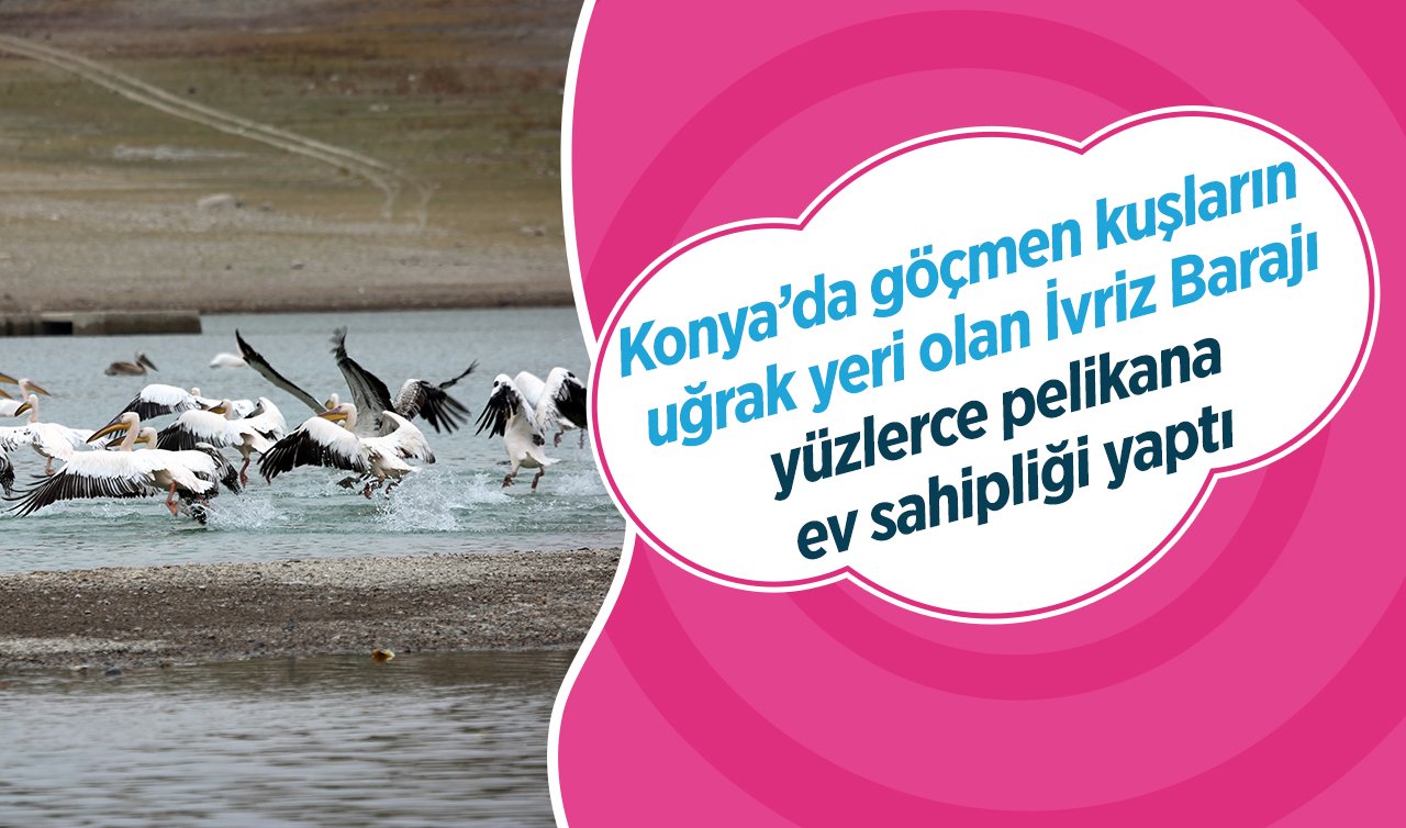 Konya’da göçmen kuşların uğrak yeri olan İvriz Barajı yüzlerce pelikana ev sahipliği yaptı 