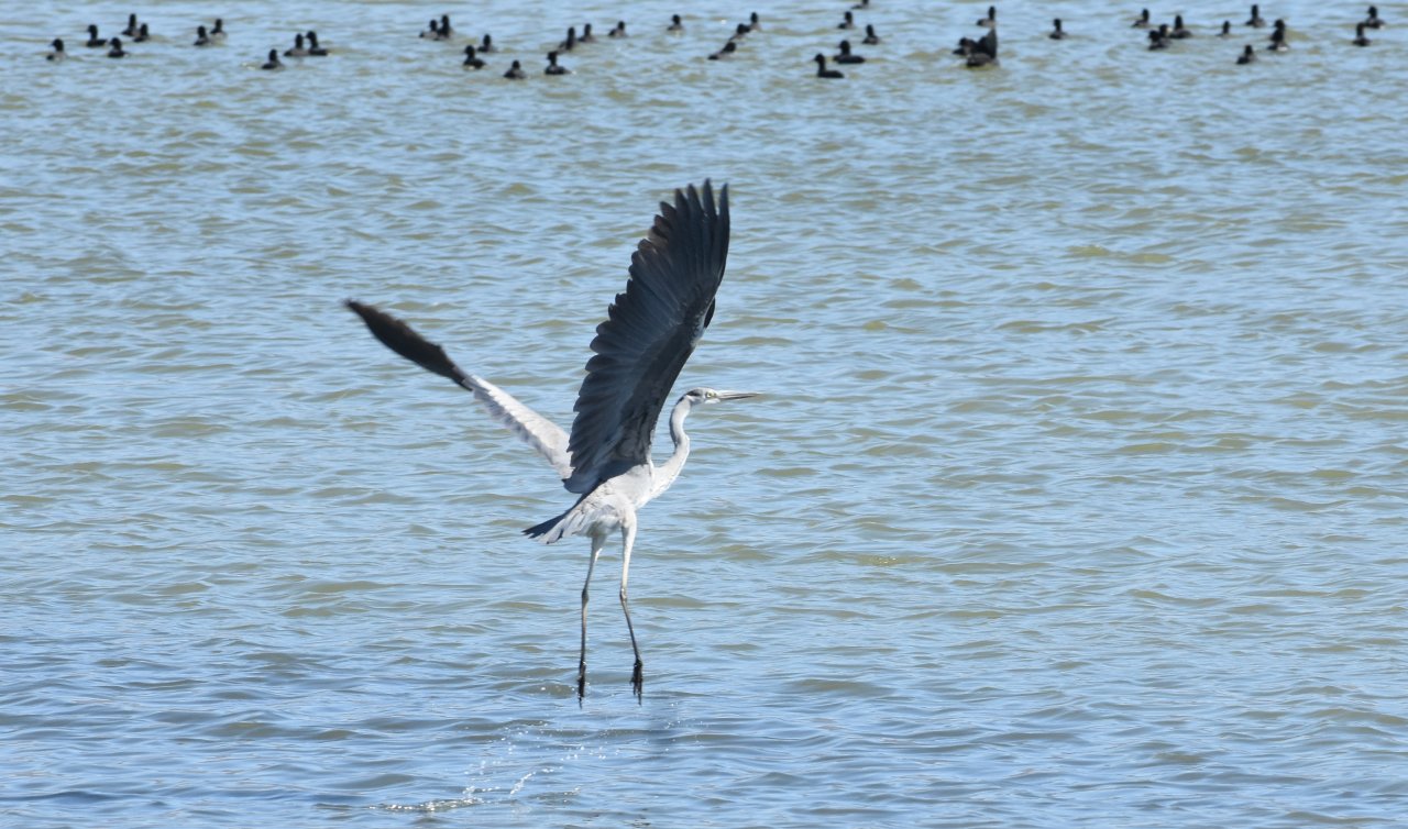 Suyu azaldığı için alarm veren gölde “flamingo’ sürprizi