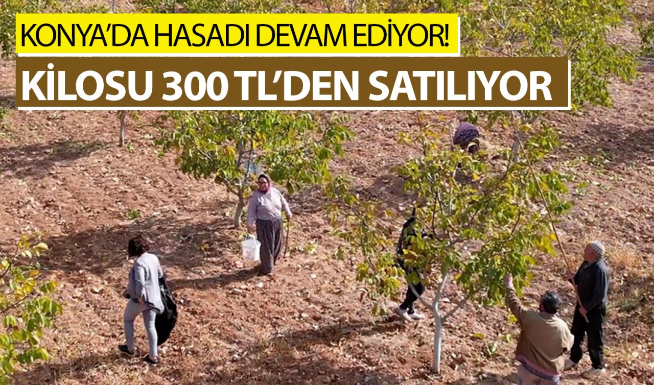 Konya’da hasadı devam ediyor! Kilosu 300 TL’den satılıyor