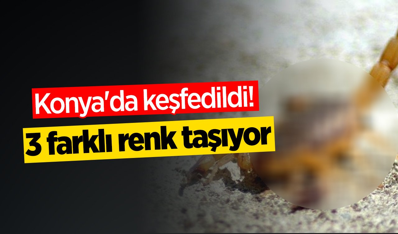 Konya’da keşfedildi! 3 farklı renk taşıyor