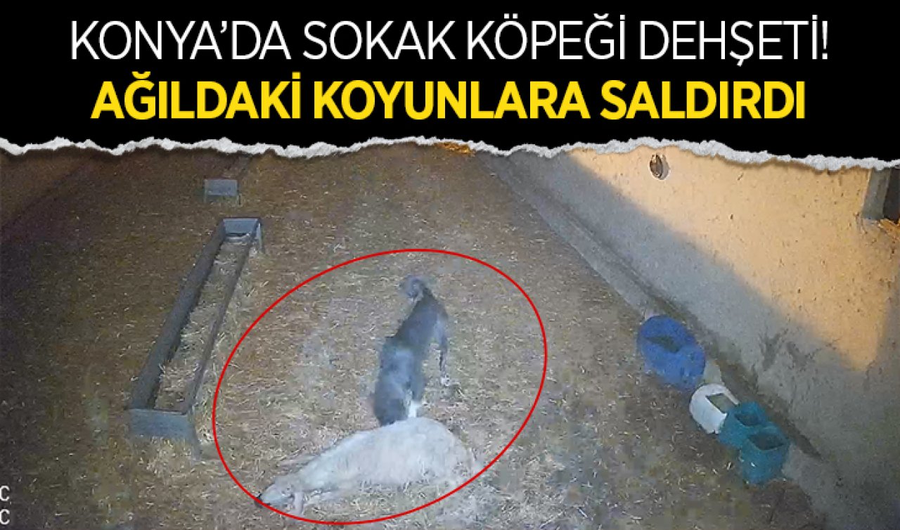 Konya’da sokak köpeği dehşeti! Ağıldaki koyunlara saldırdı