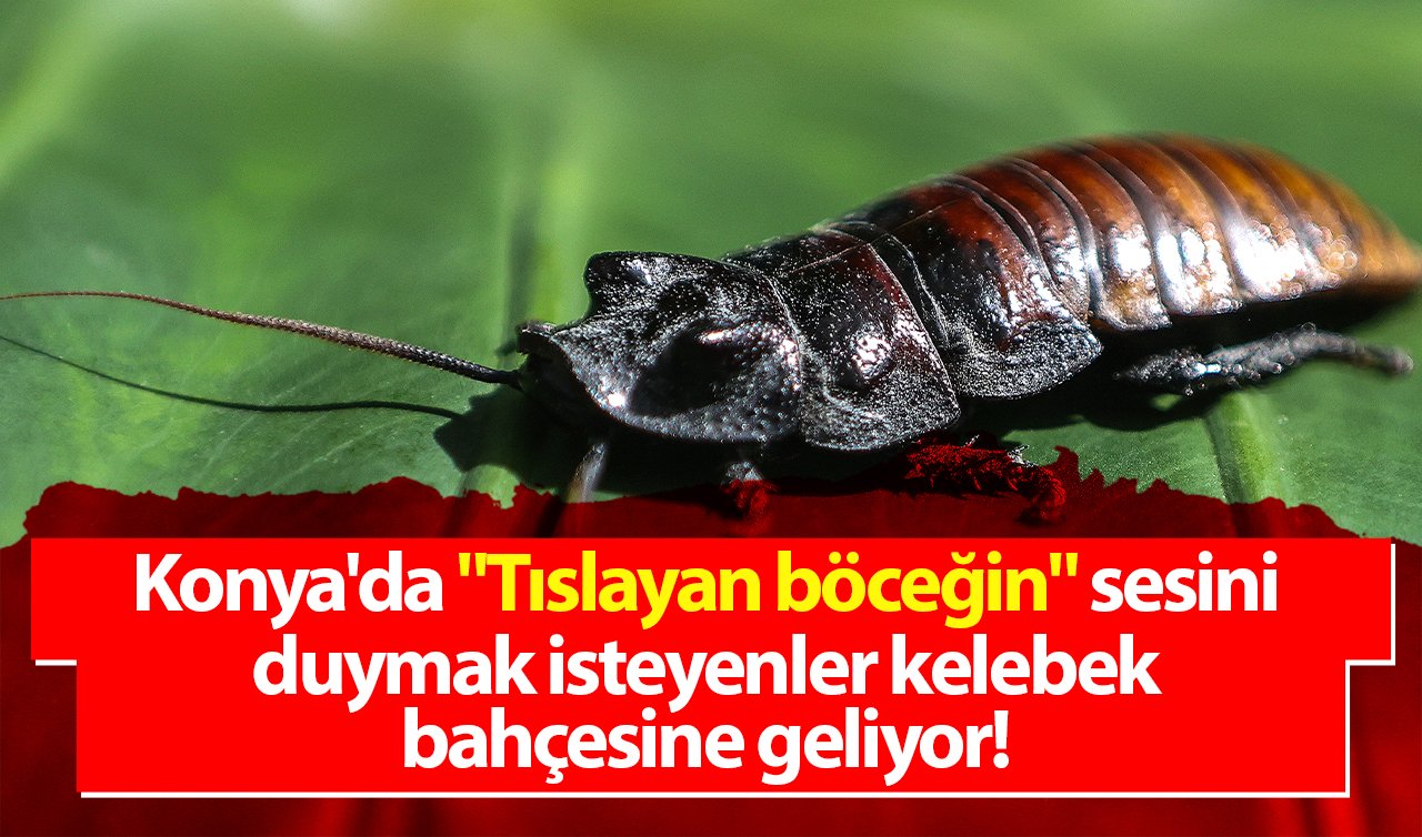  Konya’da “Tıslayan böceğin’’ sesini duymak isteyenler kelebek bahçesine geliyor!