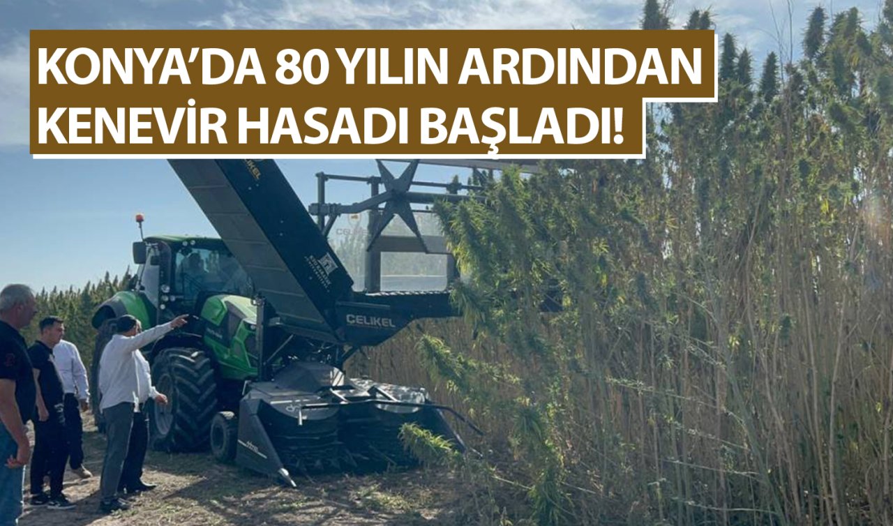 Konya’da 80 yılın ardından kenevir hasadı başladı!