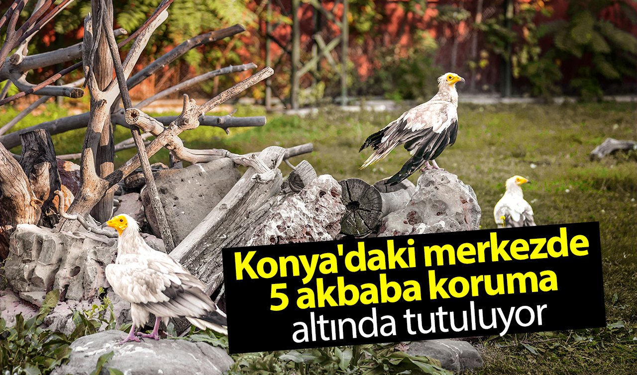 Konya’daki merkezde 5 akbaba koruma altında tutuluyor