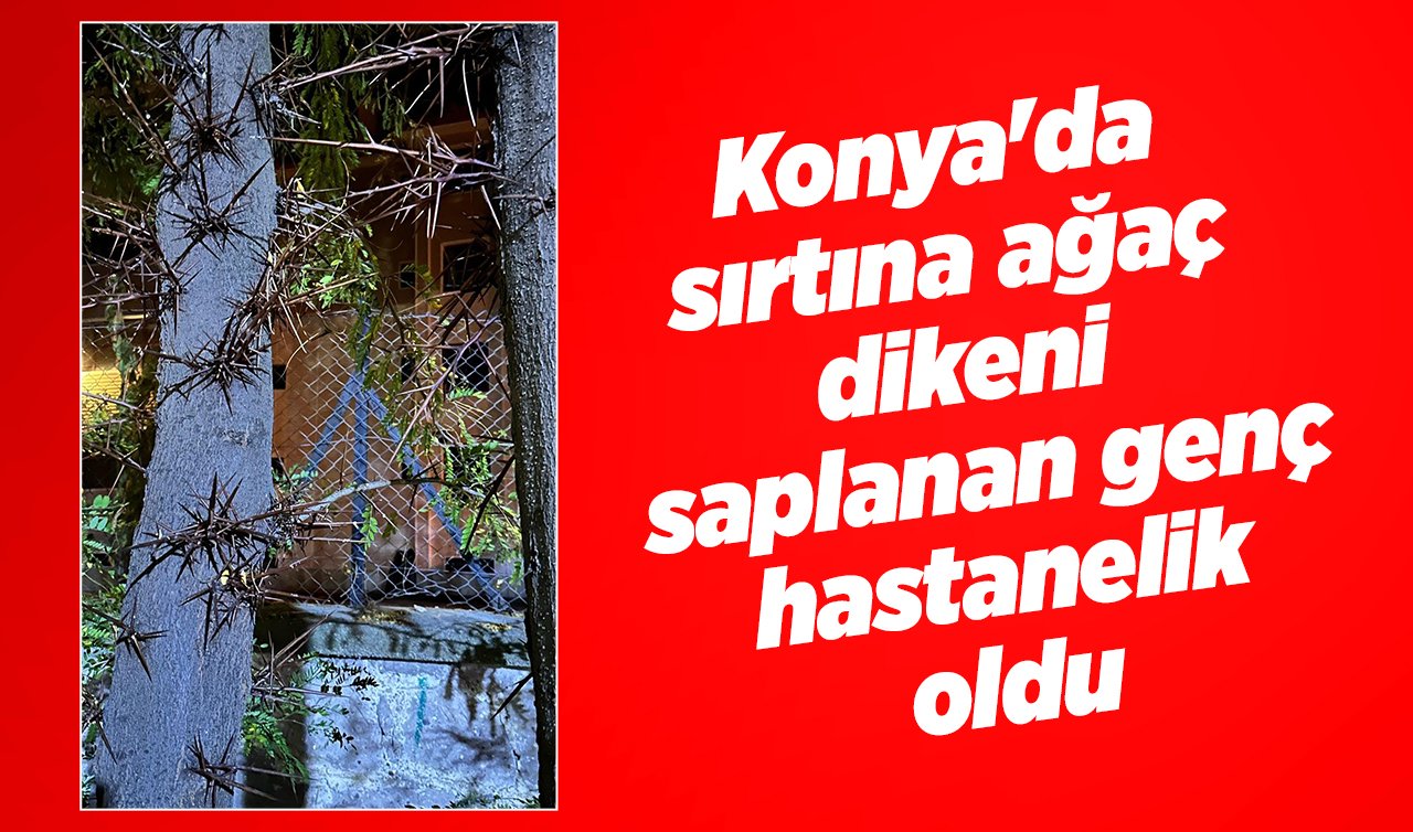  Konya’da sırtına ağaç dikeni saplanan genç hastanelik oldu