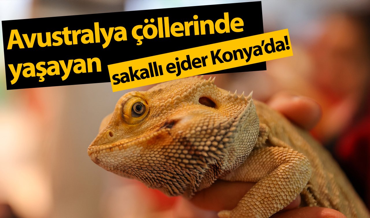 Avustralya çöllerinde yaşayan sakallı ejder Konya’da! 