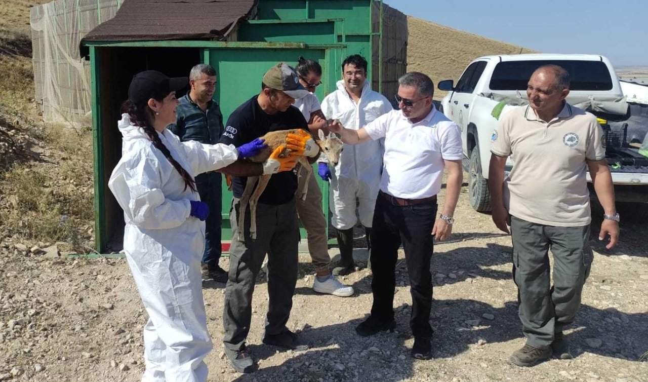  Anadolu yaban koyunları hastalık riskine karşı aşılandı