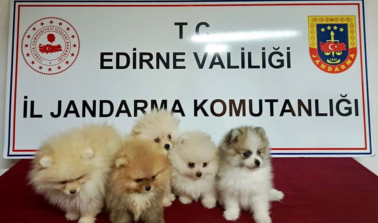 Yurt dışından kaçak sokulan 5 cins yavru köpek ele geçirildi