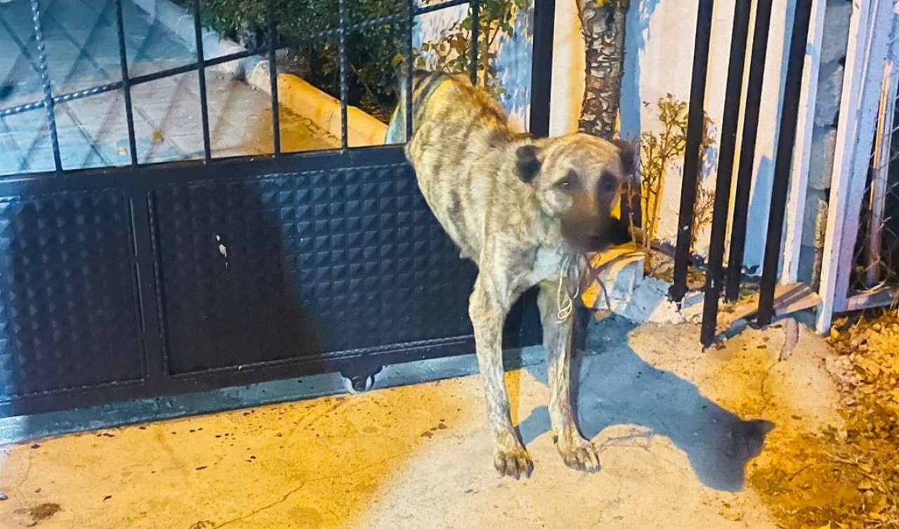  Demir kapının parmaklıklarına sıkışan köpeği itfaiye kurtardı 