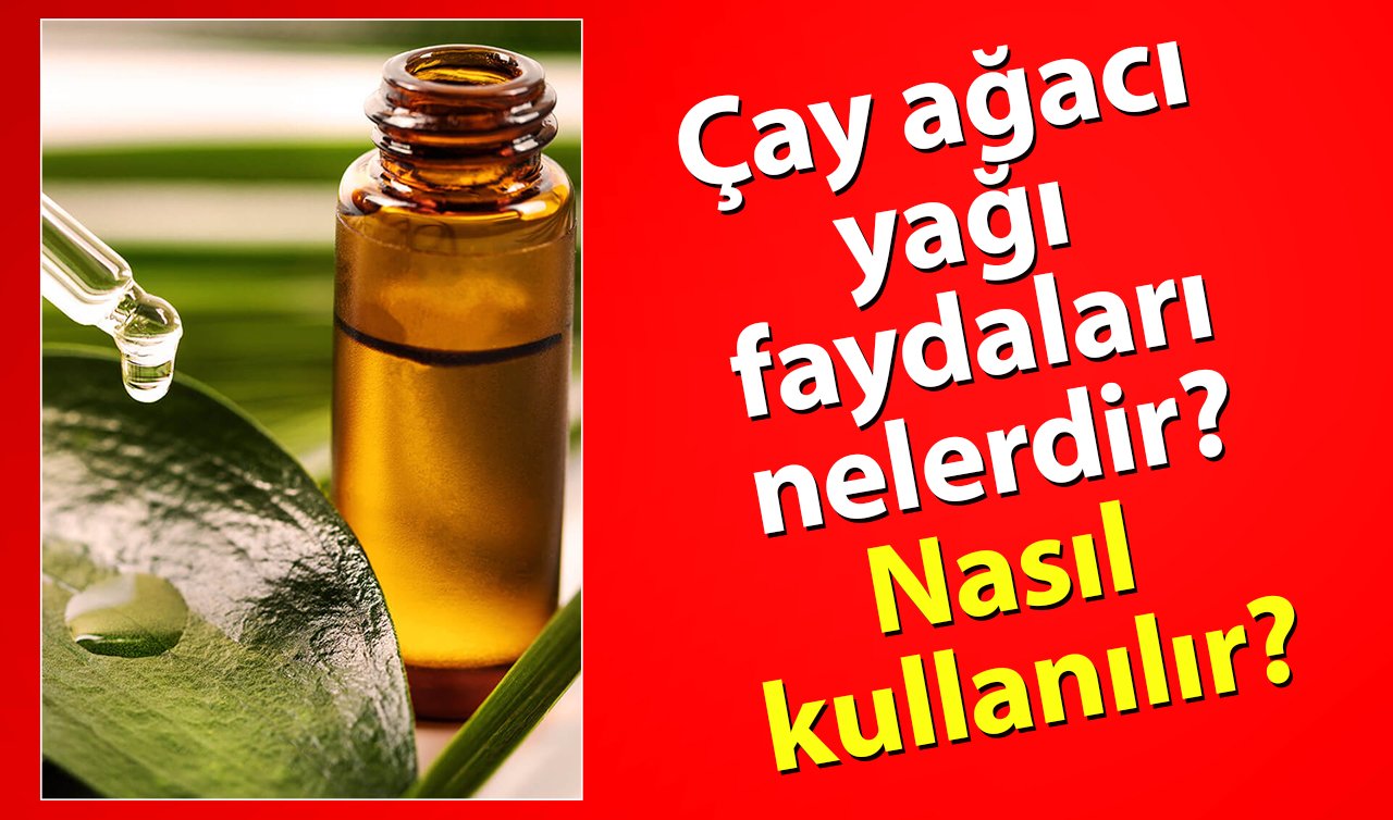 Çay ağacı yağı faydaları nelerdir? Nasıl kullanılır?