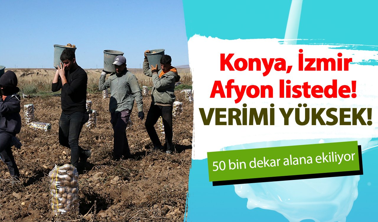 Konya, İzmir, Afyon listede!  50 bin dekar alana ekiliyor: VERİMİ YÜKSEK!