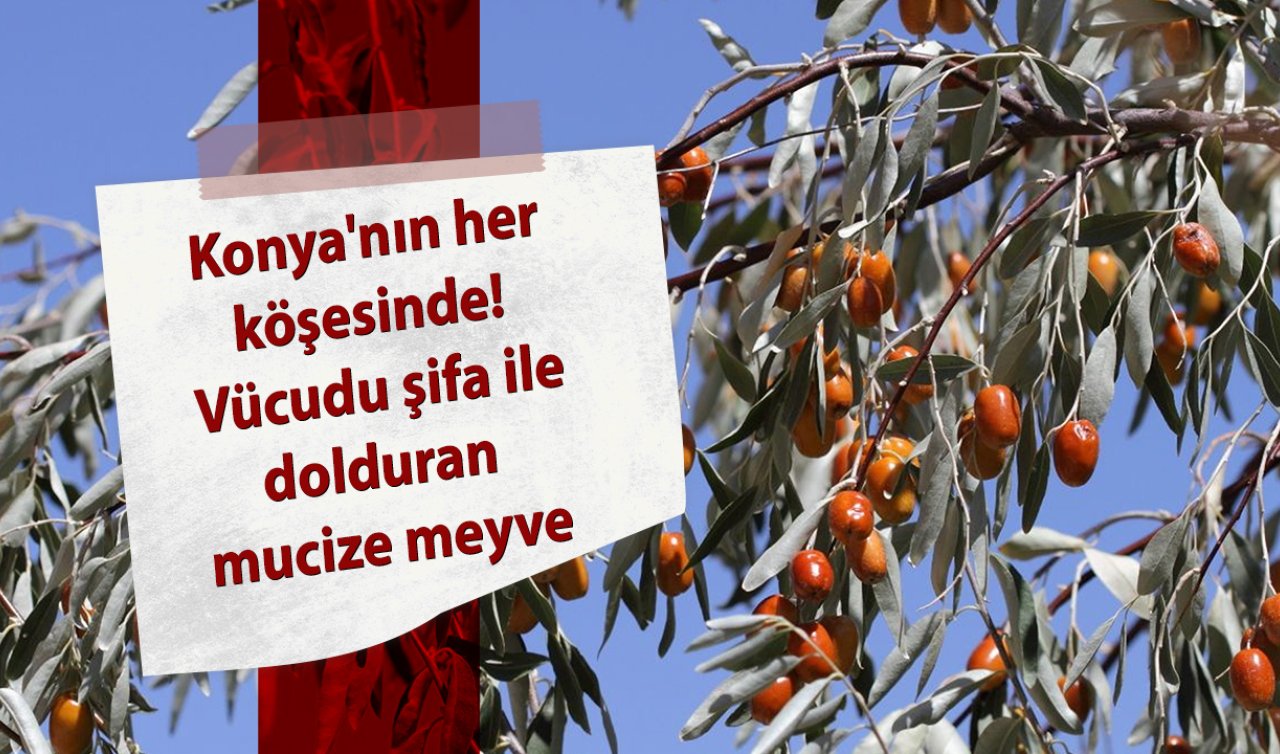 Konya’nın her köşesinde! Vücudu şifa ile dolduran mucize meyve