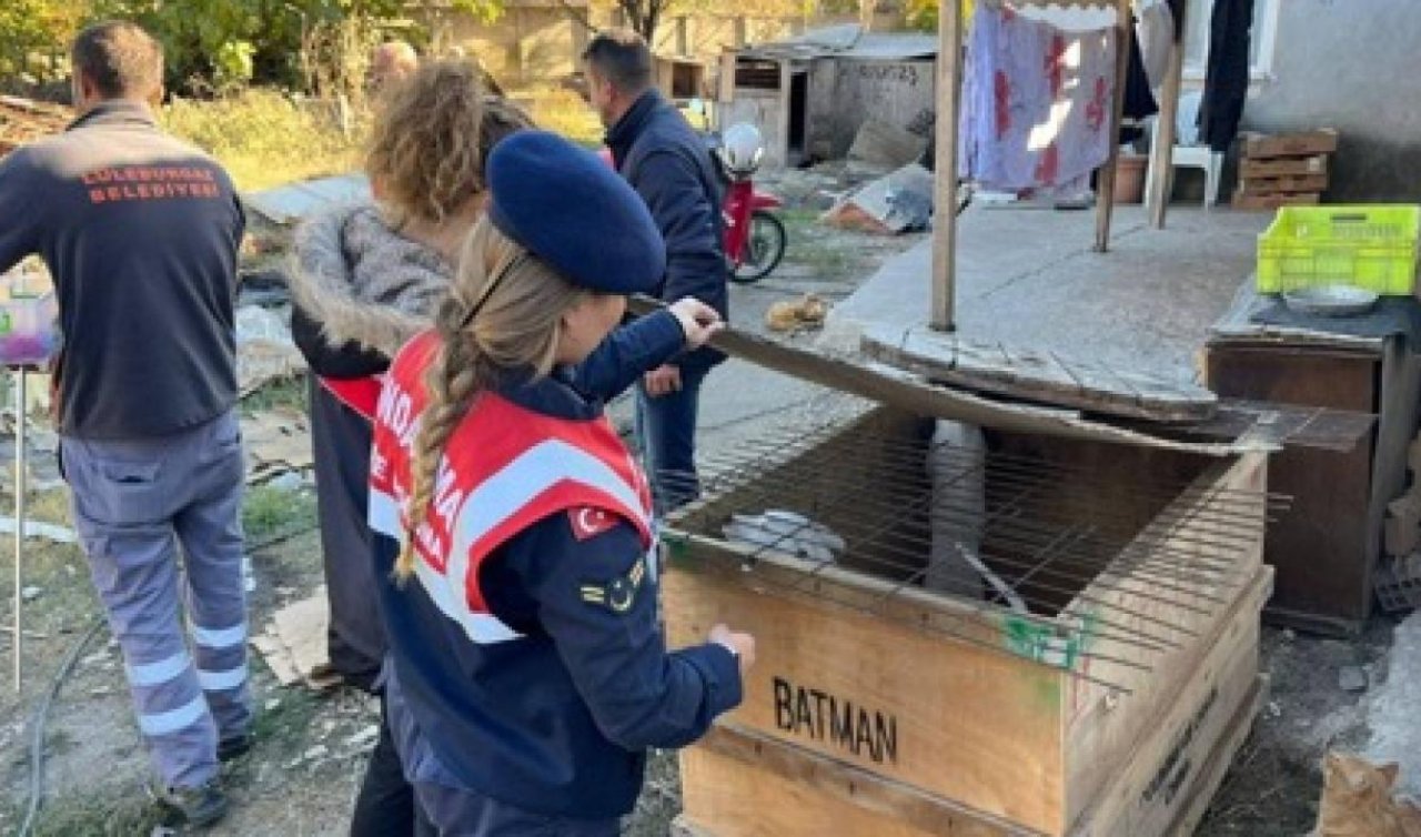 Yasaklı ırk köpek besleyen kişiye 317 bin lira ceza