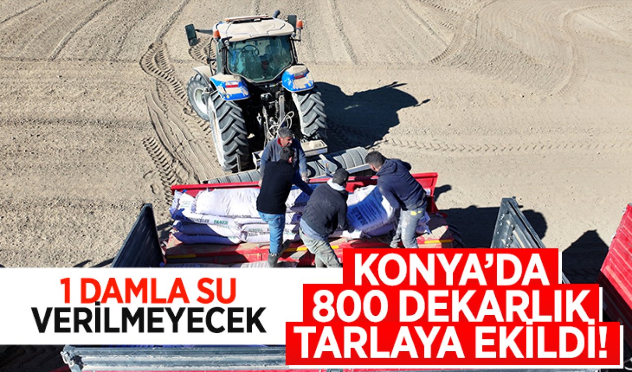 Konya’da 800 dekarlık tarlaya ekildi! 1 damla su verilmeyecek 