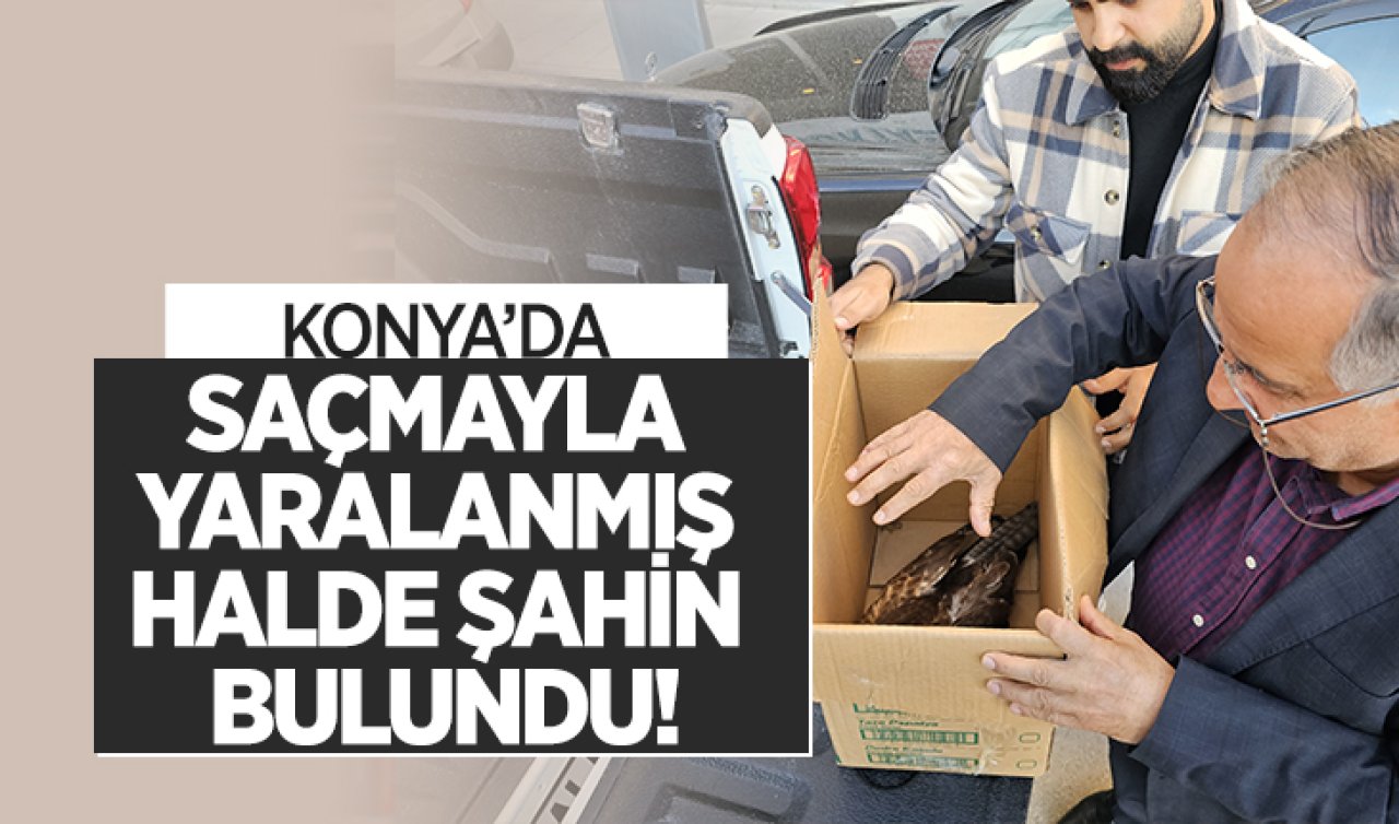 Konya’da saçmayla yaralanmış halde şahin bulundu! 