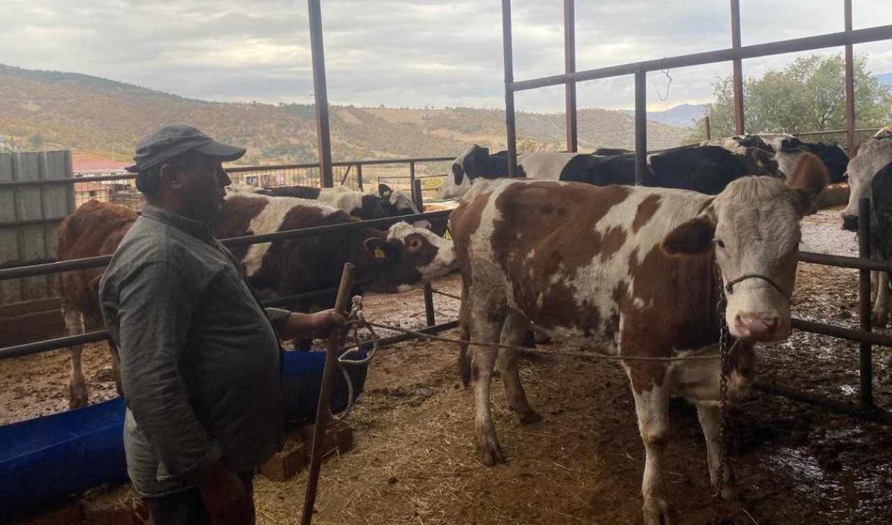 Manisa’da kaçan inek Denizli’de yakalandı! 