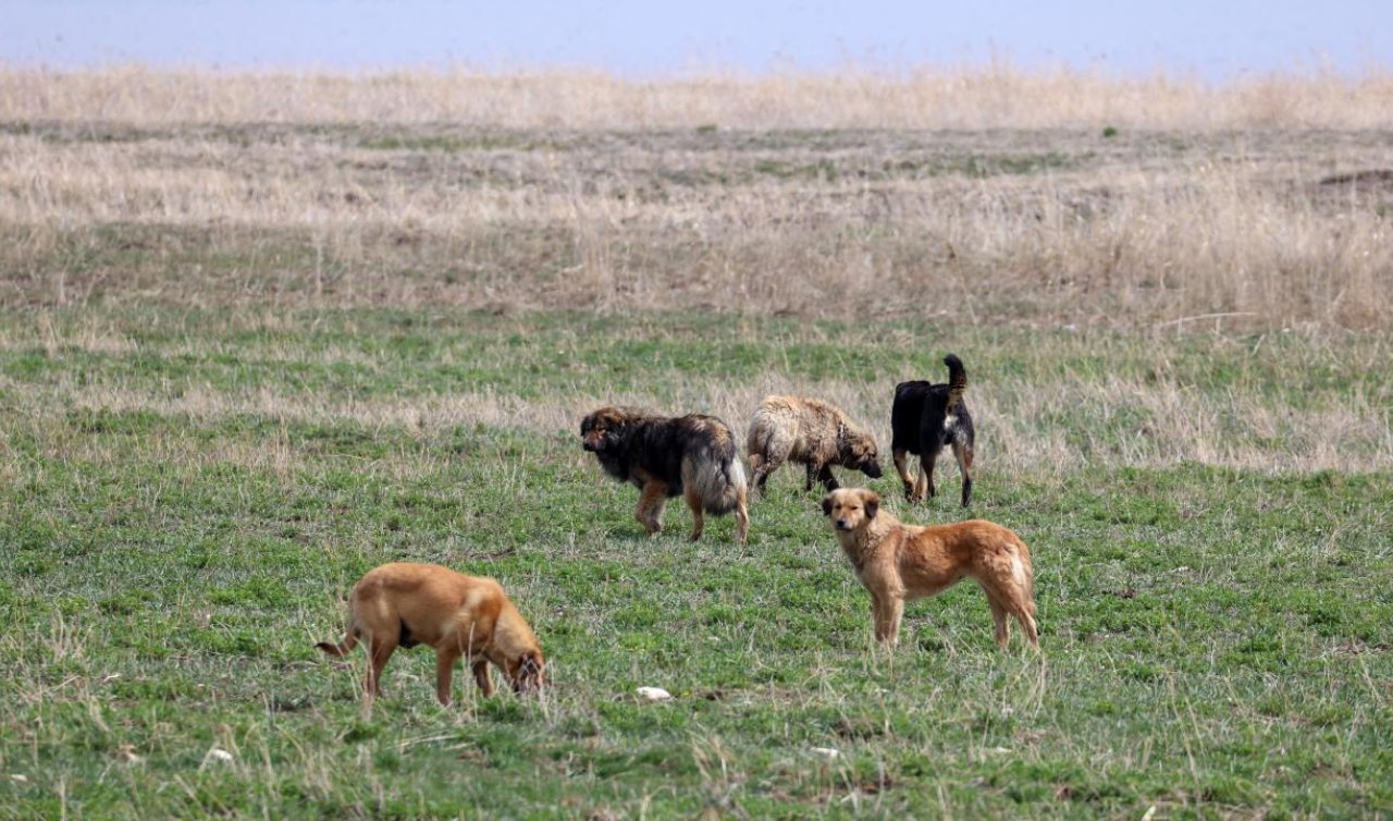 Köpeklerin saldırısında yaralandı kaçarken beli kırıldı