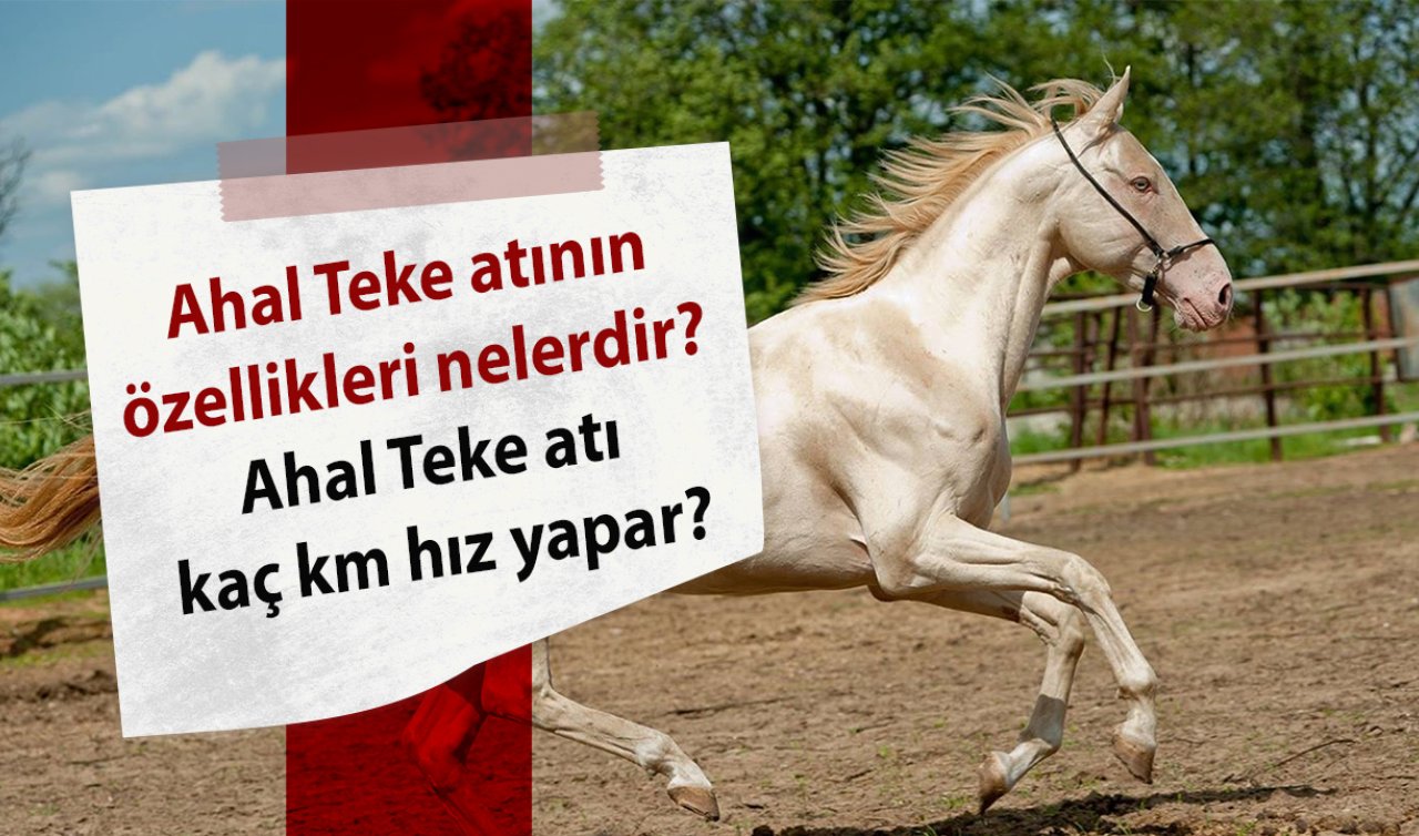 Ahal Teke atının özellikleri nelerdir? Ahal Teke atı kaç km hız yapar?