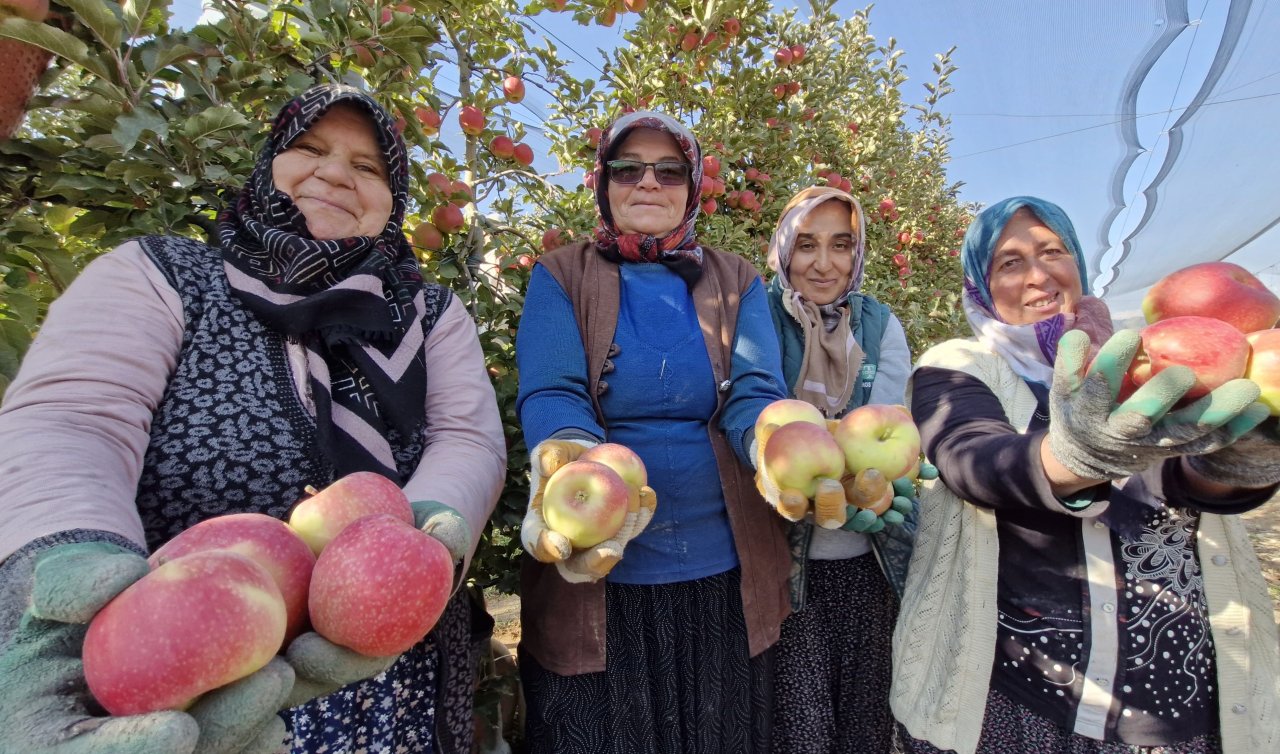  Karaman’da son hasat yapılıyor! Kilosu 12 ila 17 liradan satılıyor.