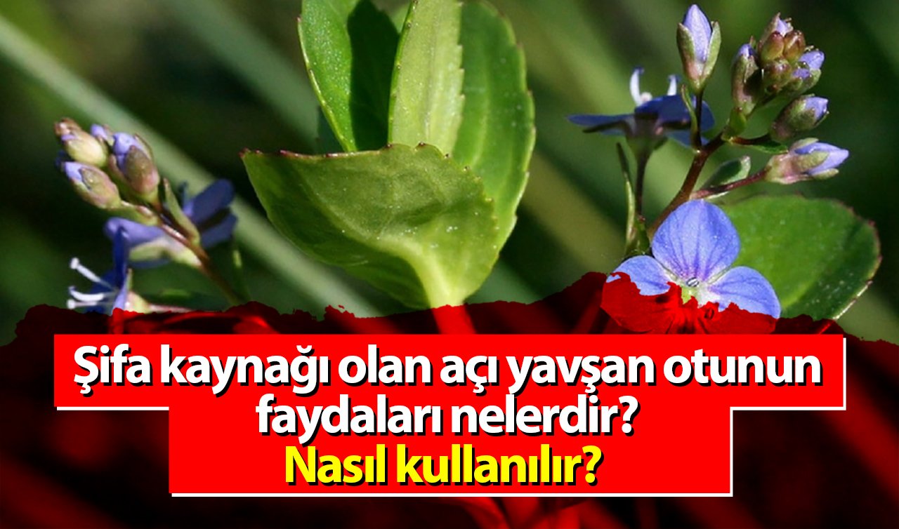  Şifa kaynağı olan açı yavşan otunun faydaları nelerdir? Nasıl kullanılır?  