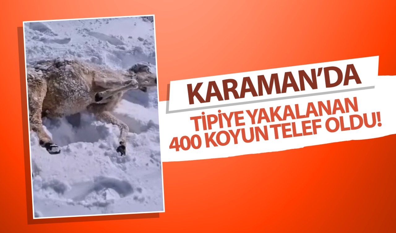 Karaman’da tipiye yakalanan 400 koyun telef oldu!  