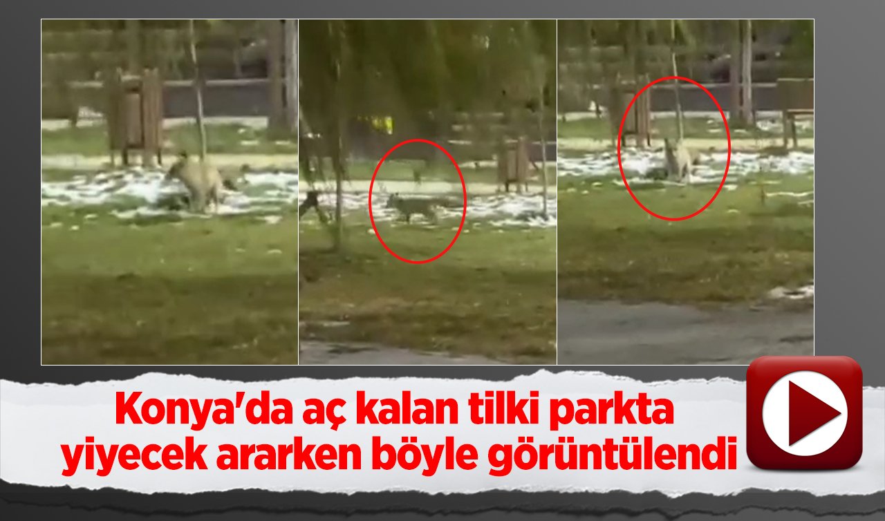 Konya’da aç kalan tilki parkta yiyecek ararken görüntülendi