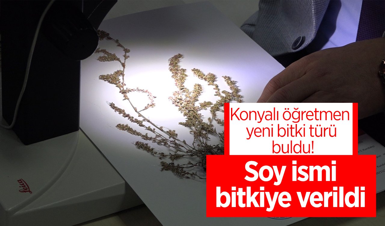 Konyalı öğretmen yeni bitki türü buldu! Soy ismi bitkiye verildi