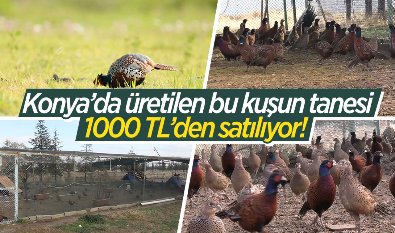 Konya’da üretilen bu kuşun tanesi 1000 TL’den satılıyor! Tavukların atası olarak biliniyor