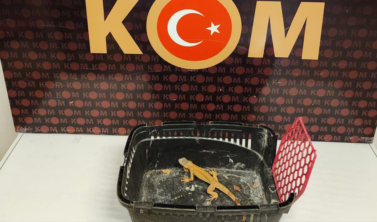 Konya’da kaçakçılık operasyonu! 1 adet iguana ele geçirildi