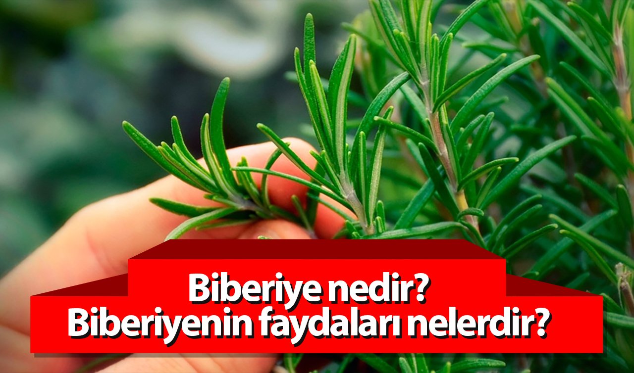  Biberiye nedir? Biberiyenin faydaları nelerdir?