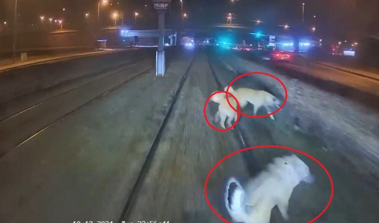 Zincirle raylara bağlanan köpek vatmanın dikkatiyle kurtuldu