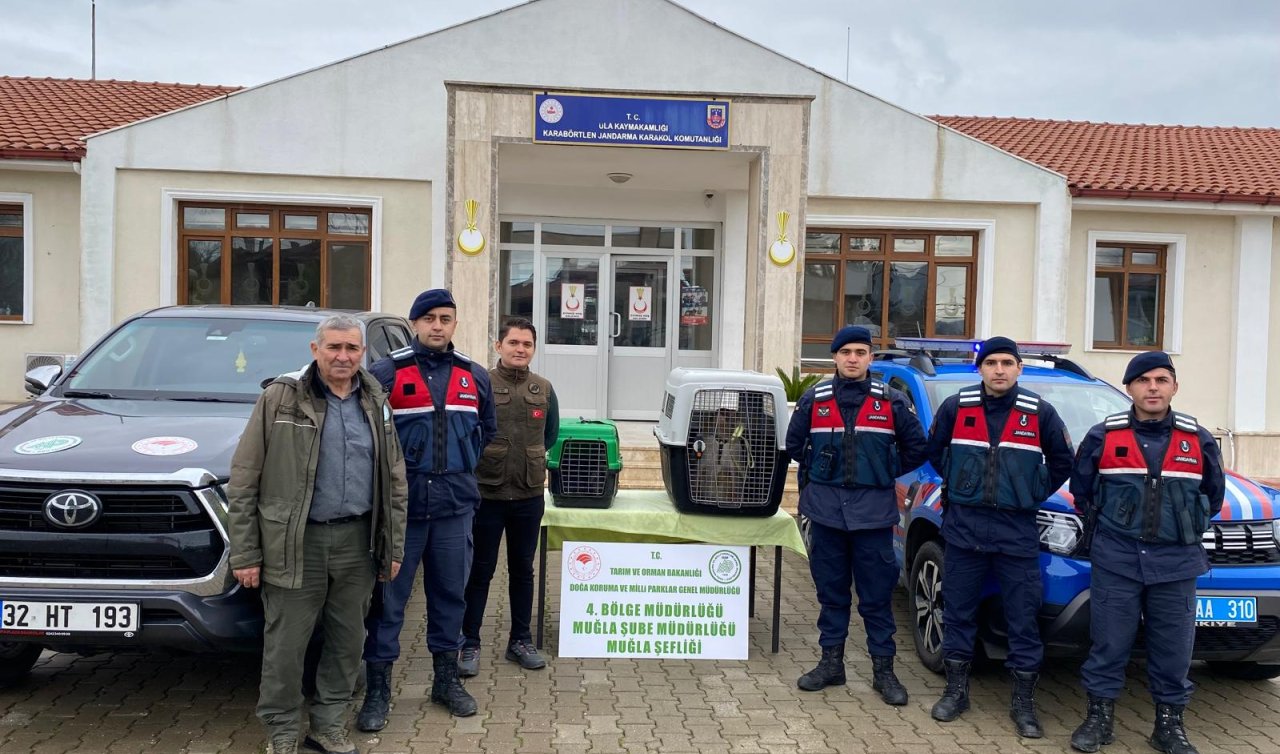 Evinde makak ve vervet maymunu besleyen kişiye 10 bin lira ceza