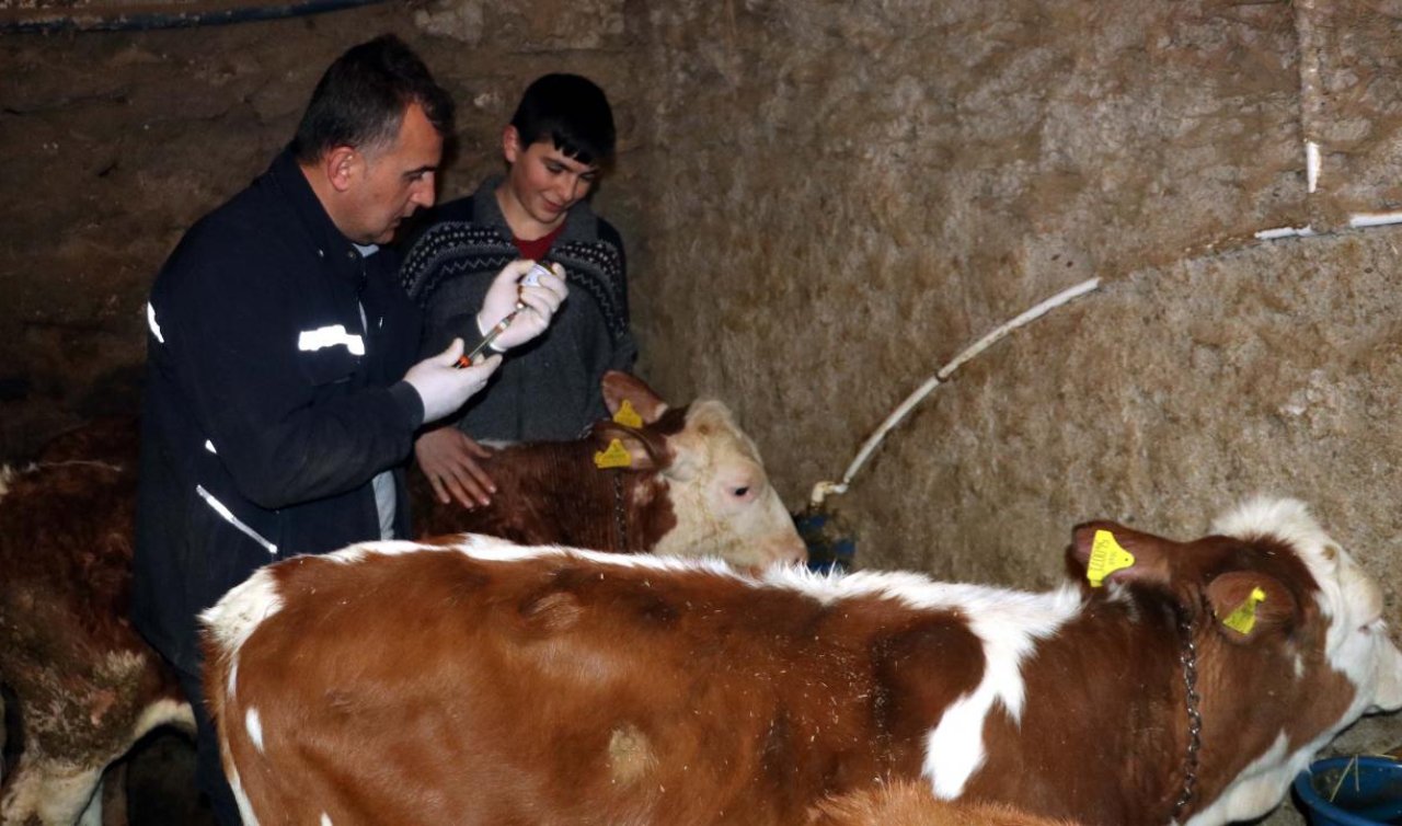 Bir ilde çiçek hastalığı görüldü; 13 köyde hayvan hareketi durduruldu