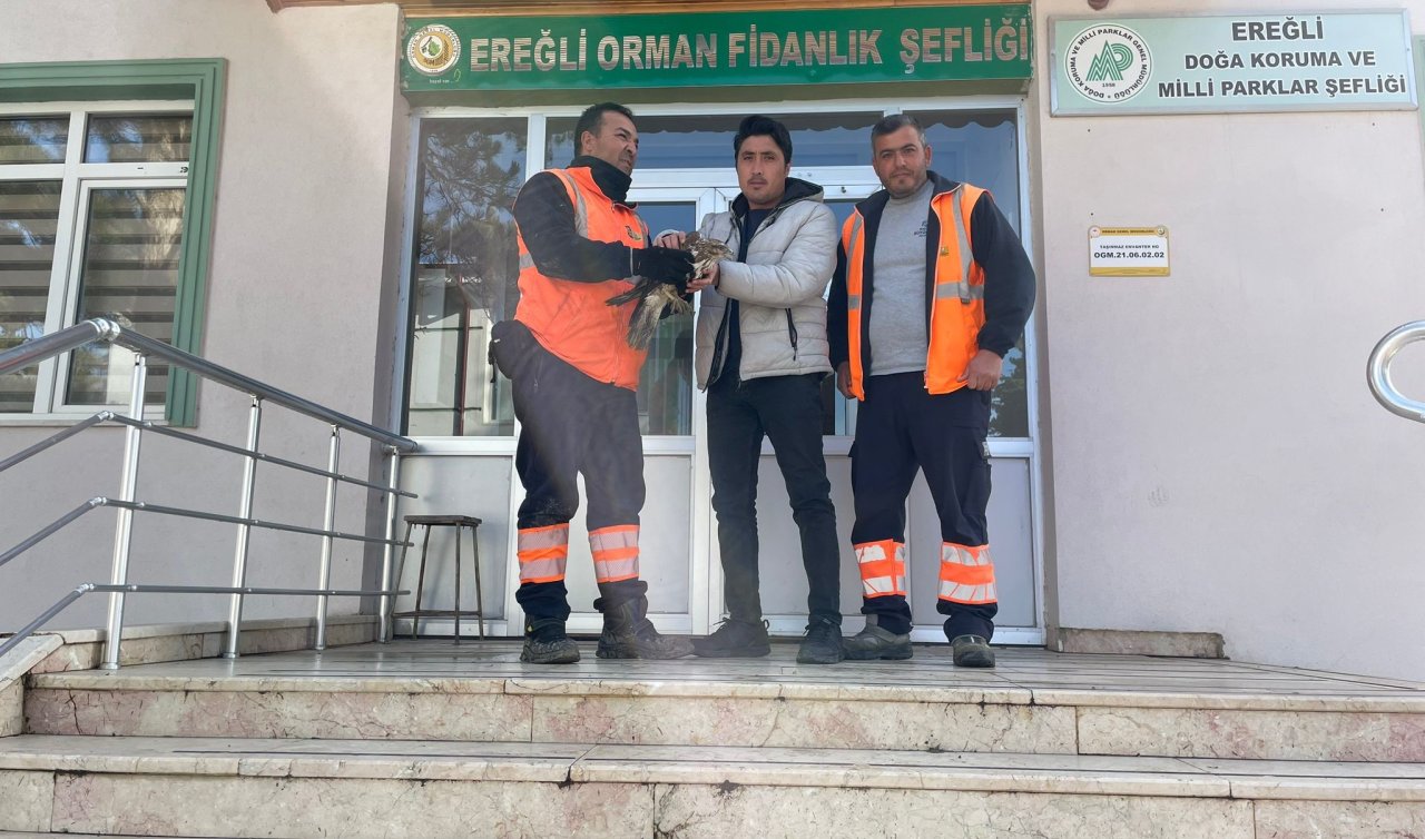 Konya’da yaralı şahin ekiplere teslim edildi