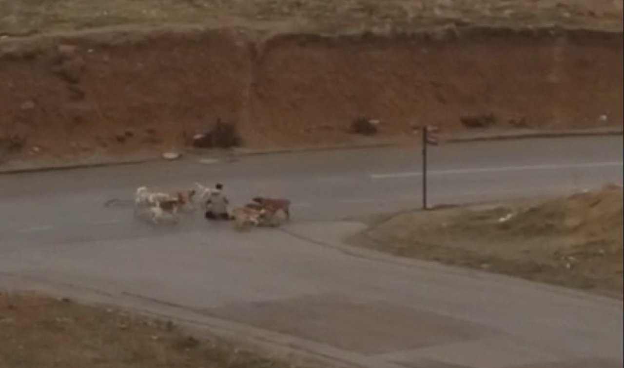 Başıboş köpekler dehşet saçtı! Çaresiz adamı defalarca ısırdılar: O anlar kameraya böyle yansıdı