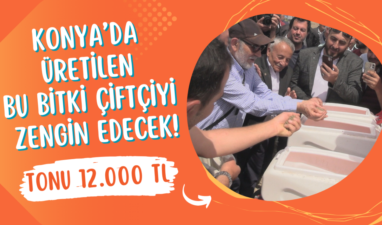 Konya’da üretilen bu bitki çiftçiyi zengin edecek! Tonu 12.000 TL