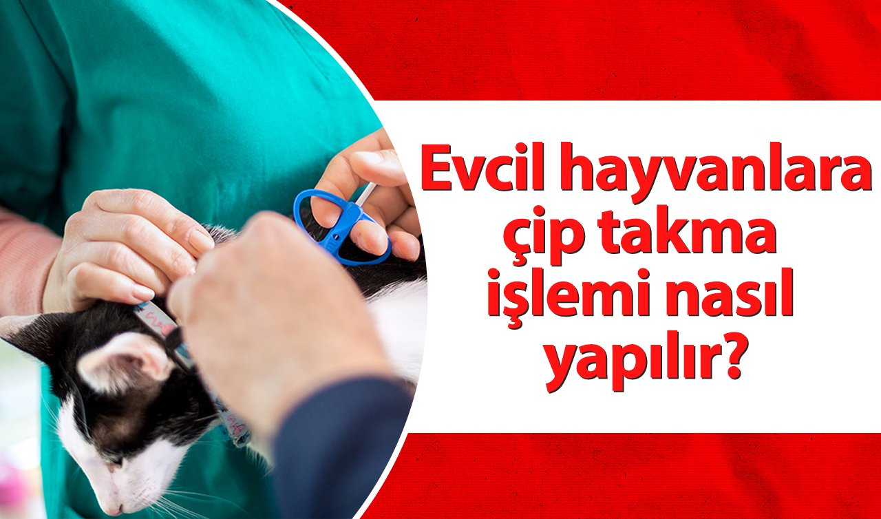 Evcil hayvanlara çip takma işlemi nasıl yapılır?