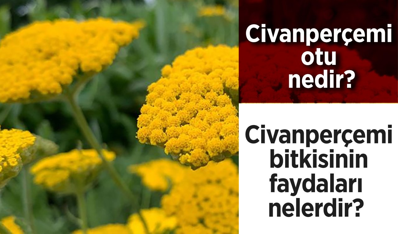  Civanperçemi otu nedir? Civanperçemi bitkisinin faydaları nelerdir? 