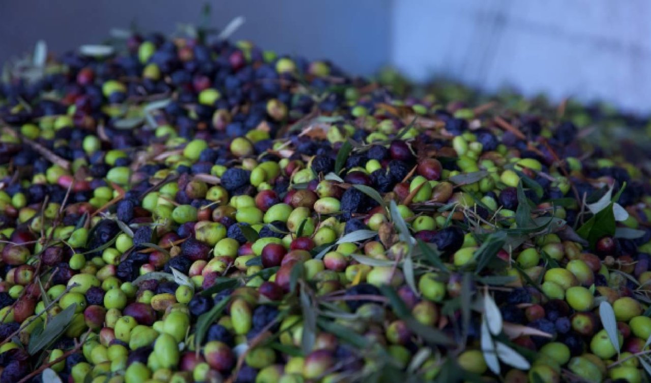 Geçen yıl 60 milyon dolarlık zeytin ihraç edildi