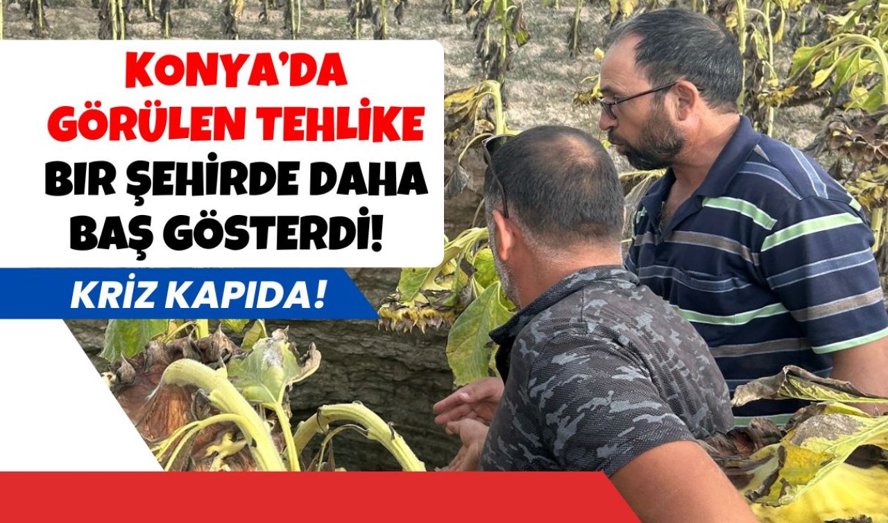 KRİZ KAPIDA! Konya’da görülen tehlike bir şehirde daha baş gösterdi! 